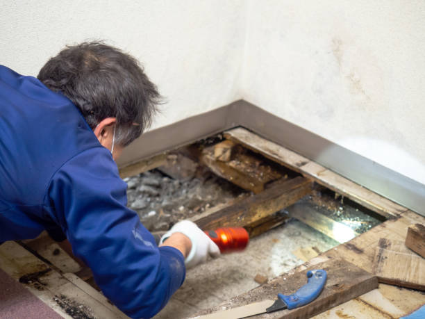 Best Commercial Mold Remediation in Sebastian, TX
