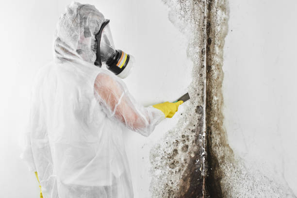 Best Mold Remediation for Specific Building Types in Sebastian, TX