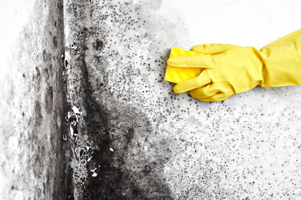 Best Crawl Space Mold Remediation in Sebastian, TX