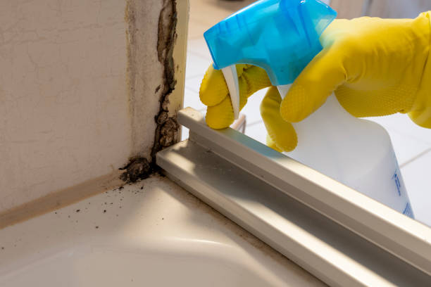 Best Commercial Mold Remediation in Sebastian, TX
