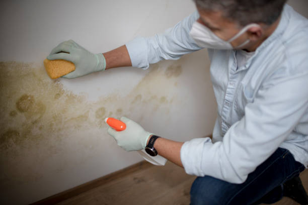 Best Residential Mold Remediation in Sebastian, TX
