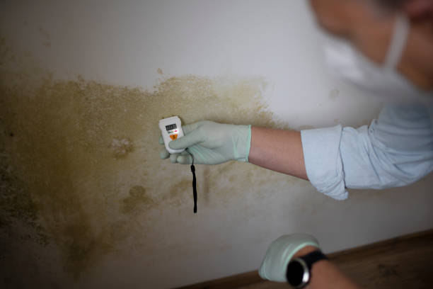 Best Residential Mold Remediation in Sebastian, TX