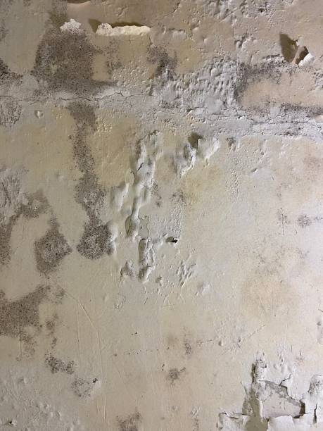 Best Residential Mold Remediation in Sebastian, TX