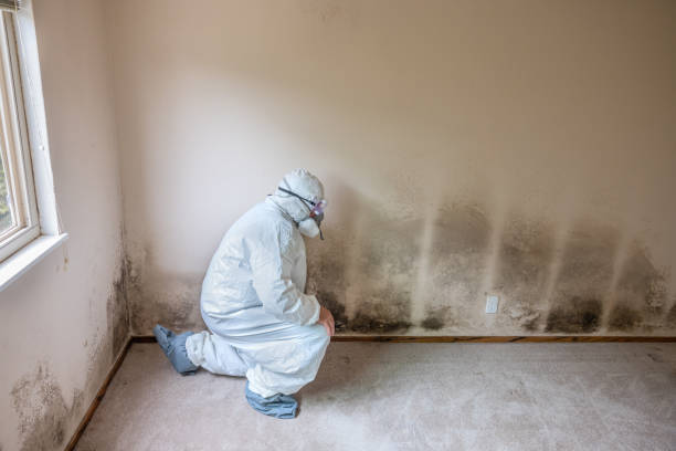 Best HVAC Mold Remediation in Sebastian, TX
