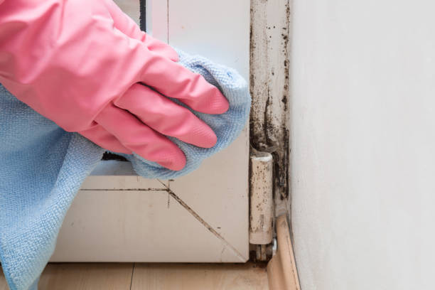 Sebastian, TX Mold Remediation Company