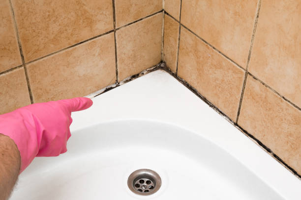 Best Insurance-Related Mold Remediation in Sebastian, TX