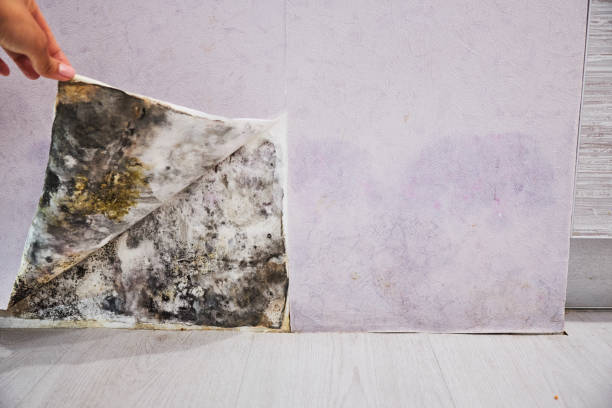 Best Localized Mold Remediation (e.g., coastal areas, humid climates) in Sebastian, TX